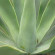 Agave, cropped