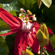 Red passion flower vine.