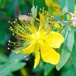 hypericum