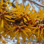 witchhazel